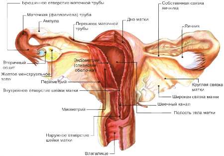 Строение матки