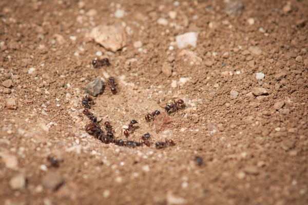гнездо муравьев 
