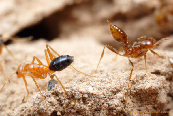 борьба с муравьями в квартире 