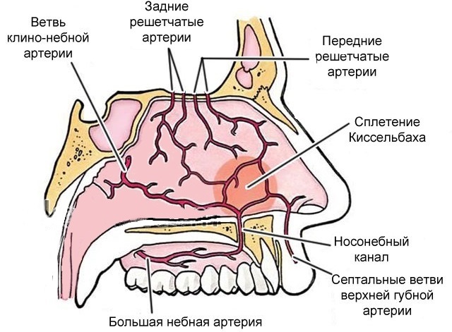 Кровеносные сосуды в носу